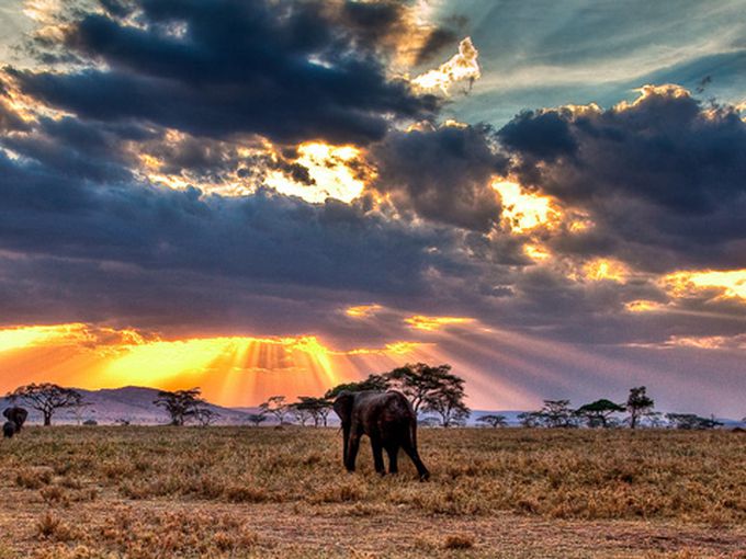 Танзания - страната на красивите животни