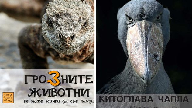 Внимание! Грозните животни - Новини - woman.bg