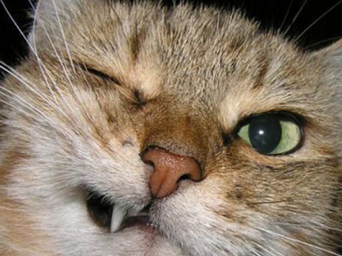 Котки гадове (смях)