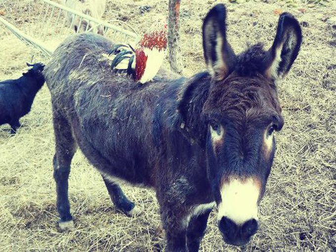 Да помогнем на Приятелите на четири крака