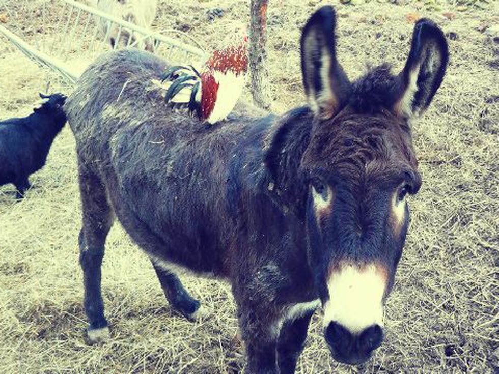 Да помогнем на Приятелите на четири крака