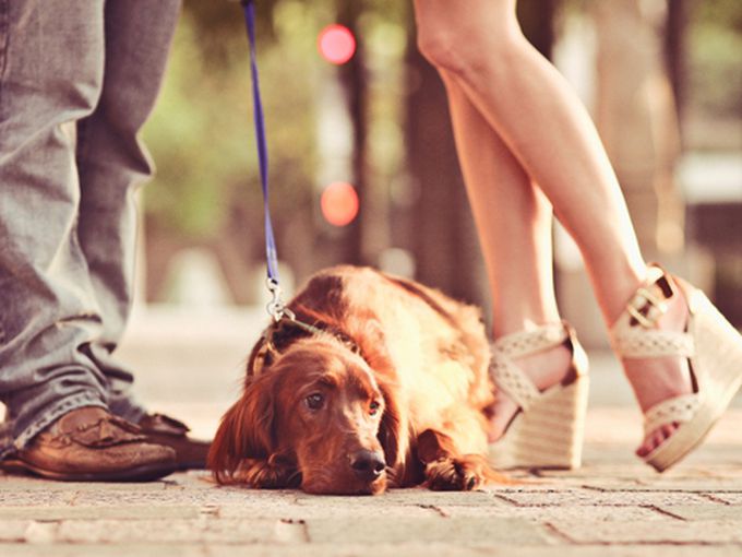 Домашният любимец и любовта са свързани