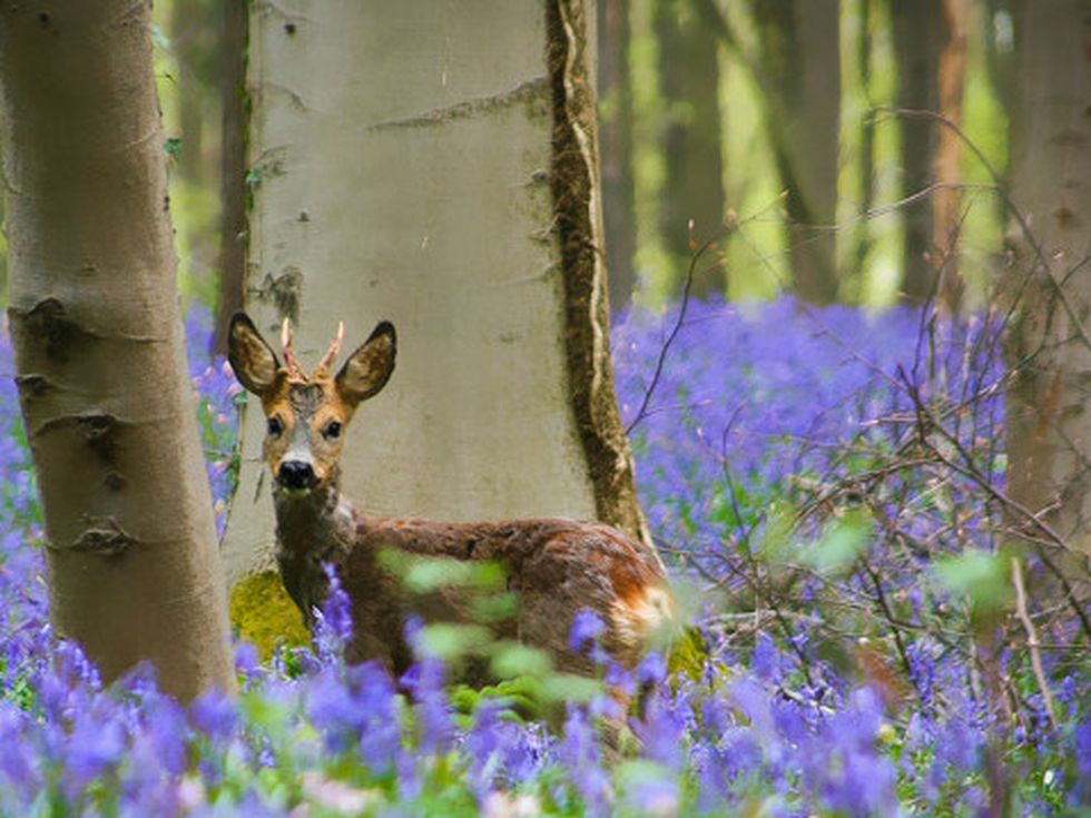 Омагьосаната гора съществува