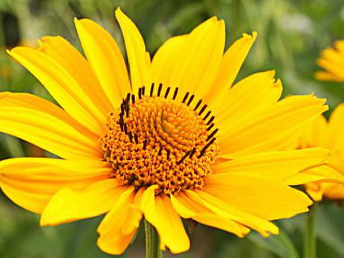 Арника - какво трябва да знаем за нея?