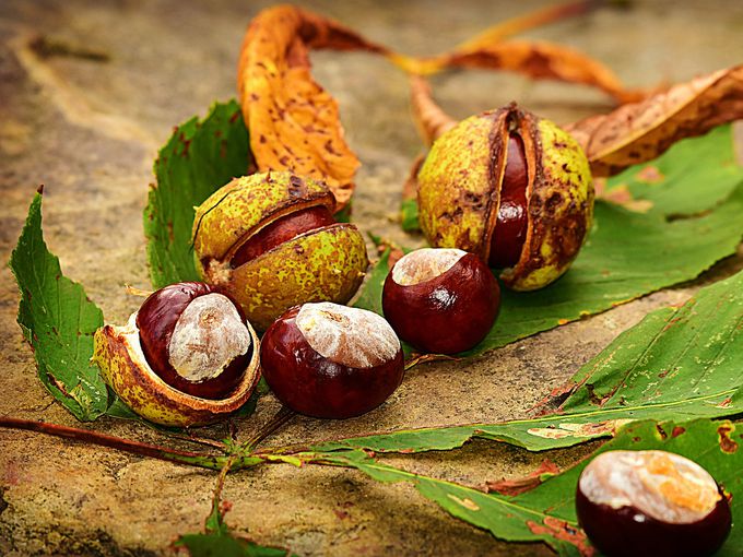 Чудотворната сила на кестените