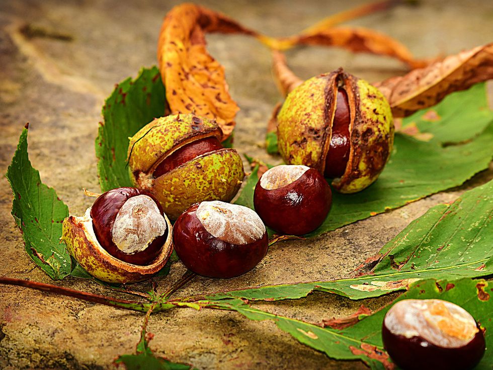 Чудотворната сила на кестените