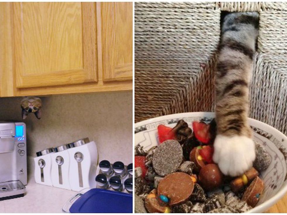 Смях: 18 котки нинджи