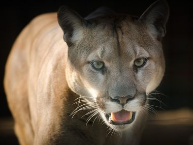 10 вида животни, които изчезнаха през последните 20 години