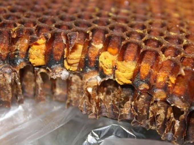 Пергата - древната суперхрана, която дарява живот