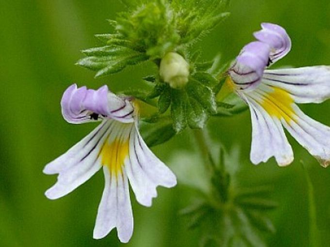Уникална българска билка помага на очите