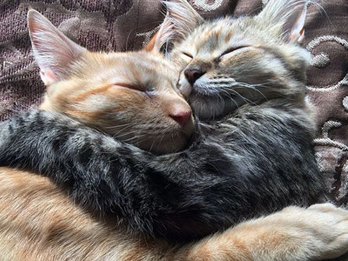 Най-влюбената котешка двойка