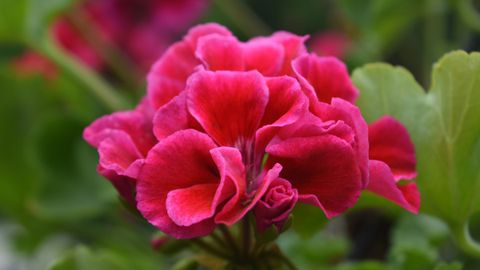 Мушкатото е неразделна част от интериора на много домове То