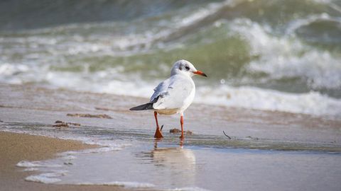 През лято 2025 ще плащаме по 7 лева за чадър