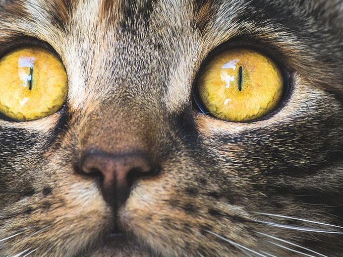 Днес е Световен ден на котките! Почерпете писаната си с лакомство