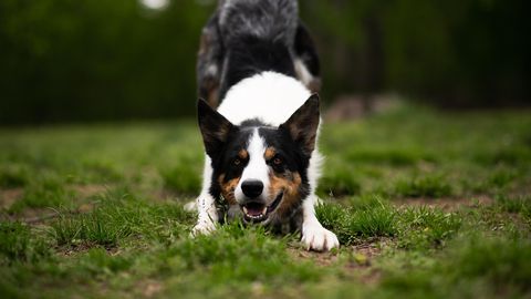 Почти всеки собственик поне веднъж се е сблъсквал със ситуация