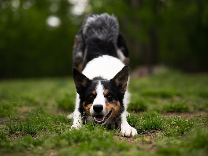 4 изненадващи причини кучетата да не харесват определени хора