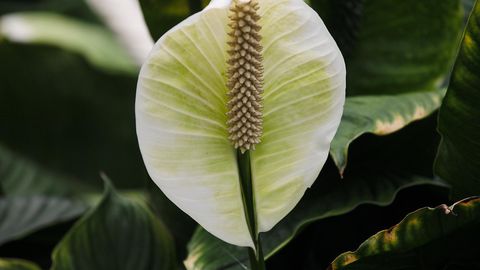 Мухълът е един от най често срещаните проблеми в домовете особено