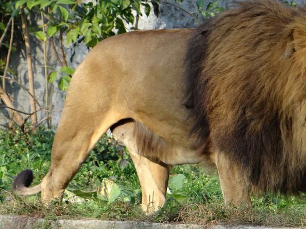 8 август е вълшебен ден – Лъвската порта се отваря