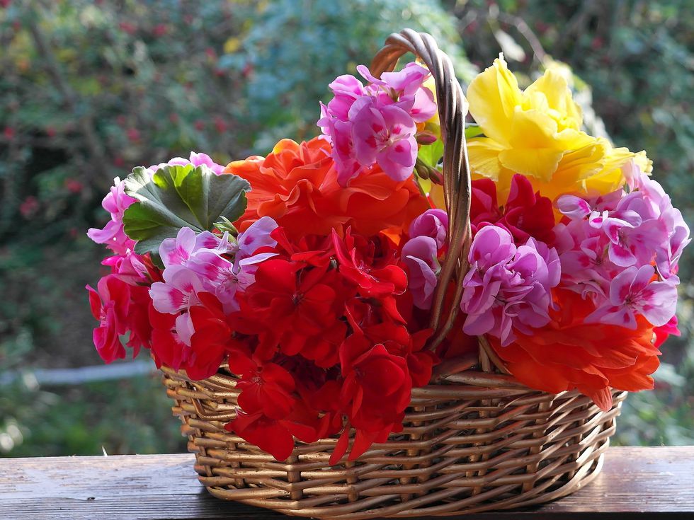 Тези две стайни растения ще държат вирусите далеч от вас!