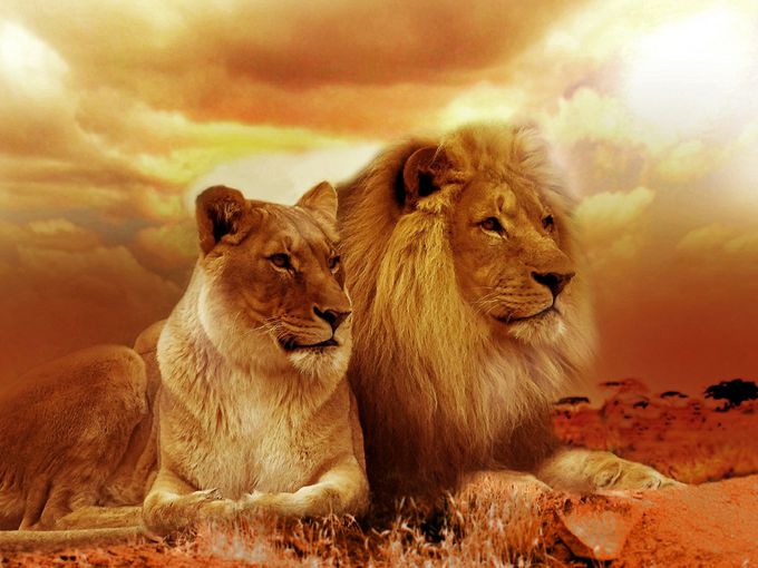 Хиляди животински видове бягат на север и юг: Навлезли сме в шестото масово измиране!