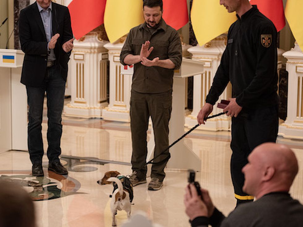 Най-милият и любим герой от войната в Украйна - кучето сапьор Патрон