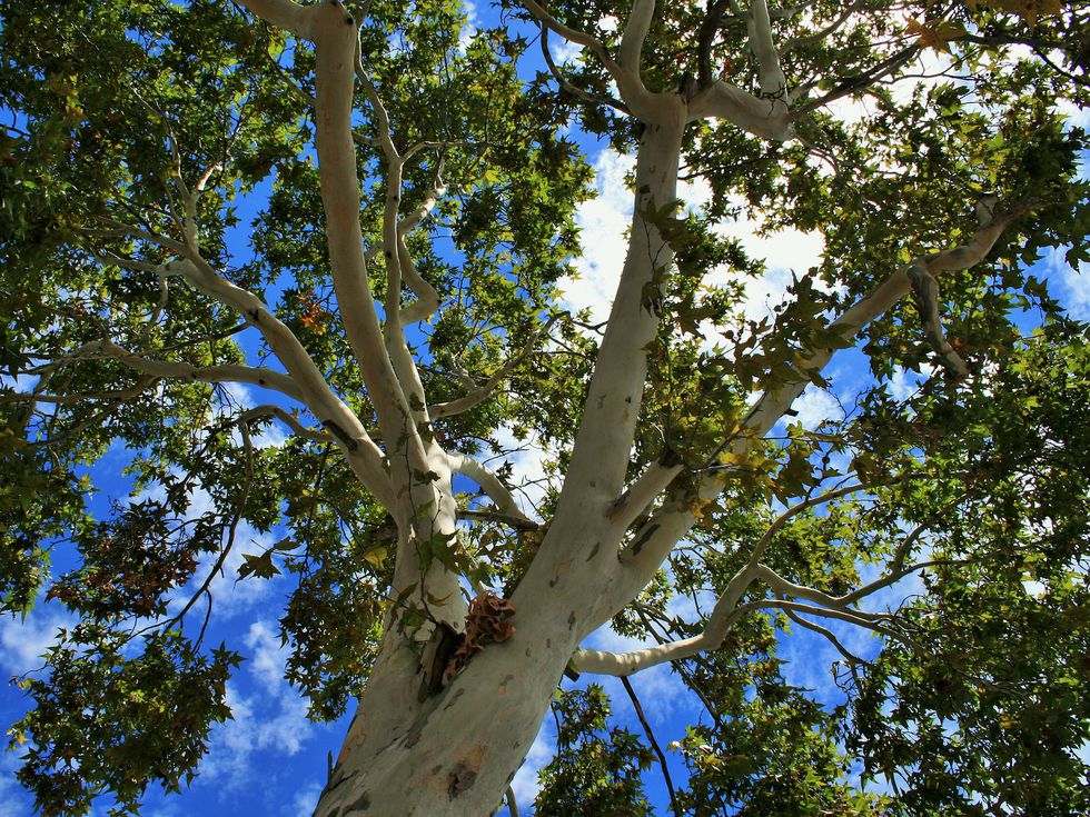 Вълшебният чинар в Сандански гони злите сили