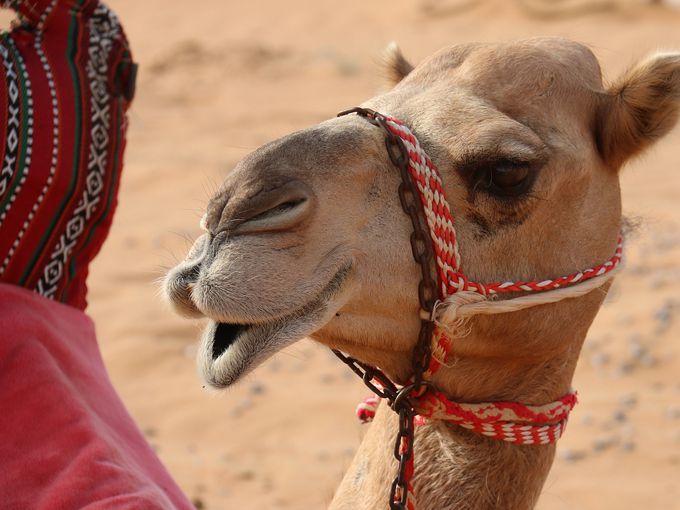 Ах! В Саудитска Арабия инжектират камилите с ботокс! Защо ли...