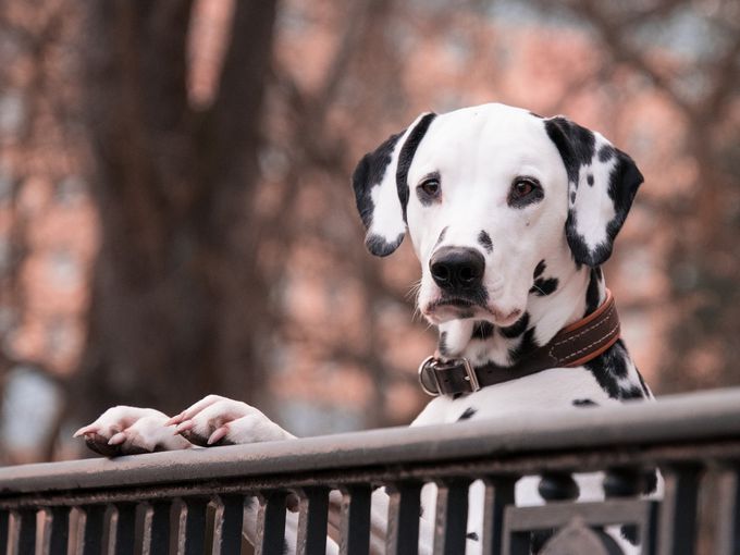 101 далматинци: Далматинка роди 18 кутрета - двойно повече от нормалното! (Видео)