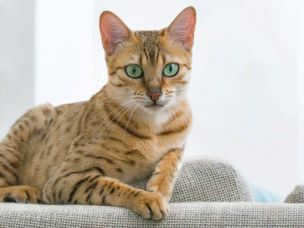 Търси се най-дълголетната котка в България