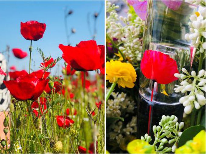 И отново цъфна макът и донесе усещане за свобода