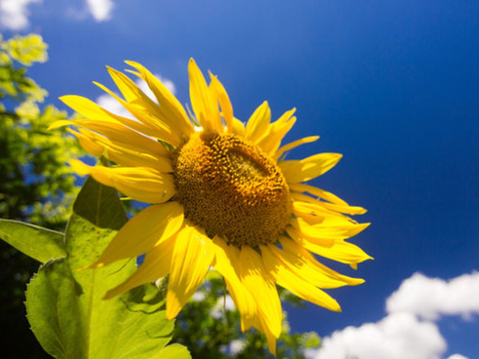 Растенията на Лъва, които помагат при сърдечни несгоди и проблеми