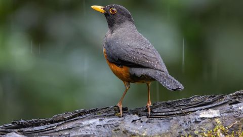 Червен код за интензивни валежи бе обявен за 25 май