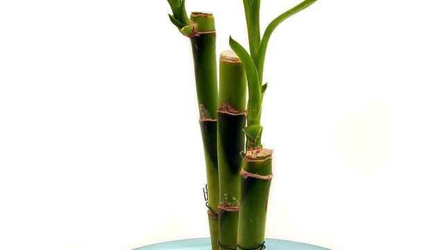 Dracena Sander
