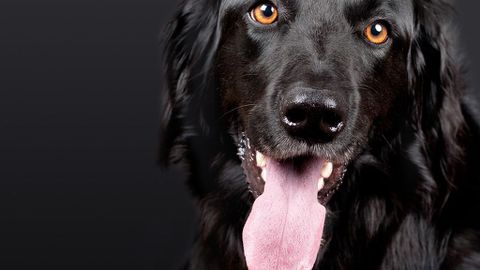 Казват че по отношението ти към животните и децата може