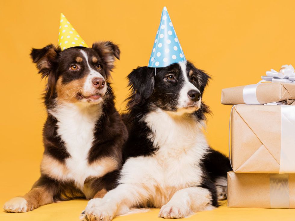 Така изглежда безусловната любов: 91-годишна бразилка отпразнува рождения си ден в компанията на своите 10 кучета