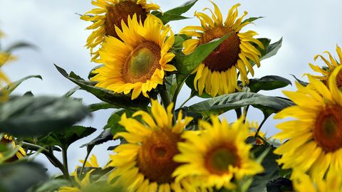 Нашето море се затопля Егейско море се затопля На Калиакра